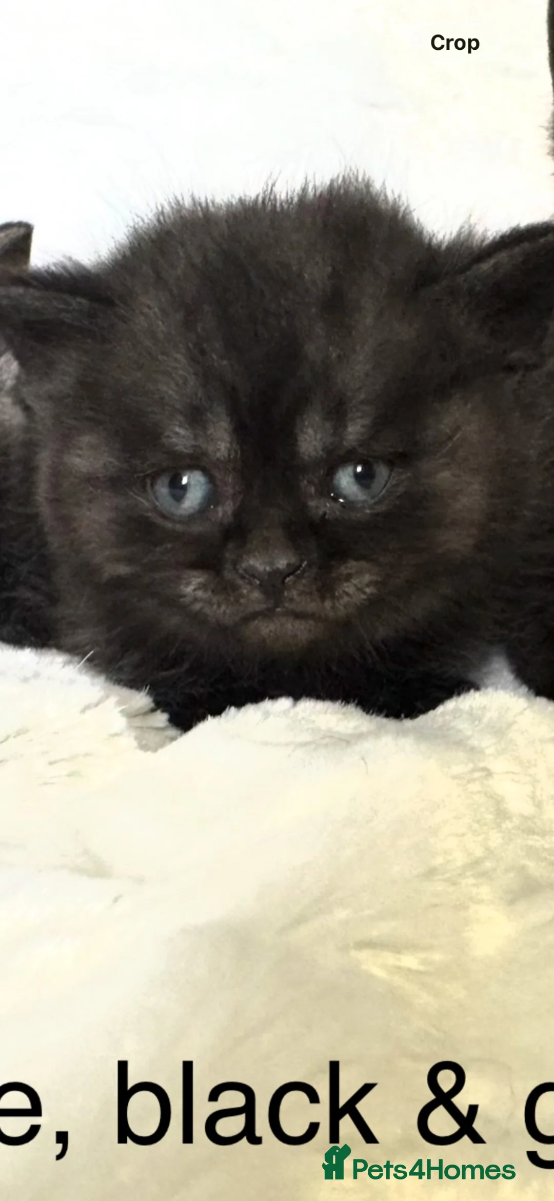 Scottish Fold cats for sale: Scottish striaghts / bsh registered  - Advert 13