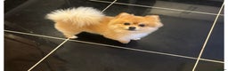 Pomchi dogs for sale: 3/4 Pom 1/4 chi Pomchi F1BB - Advert 4