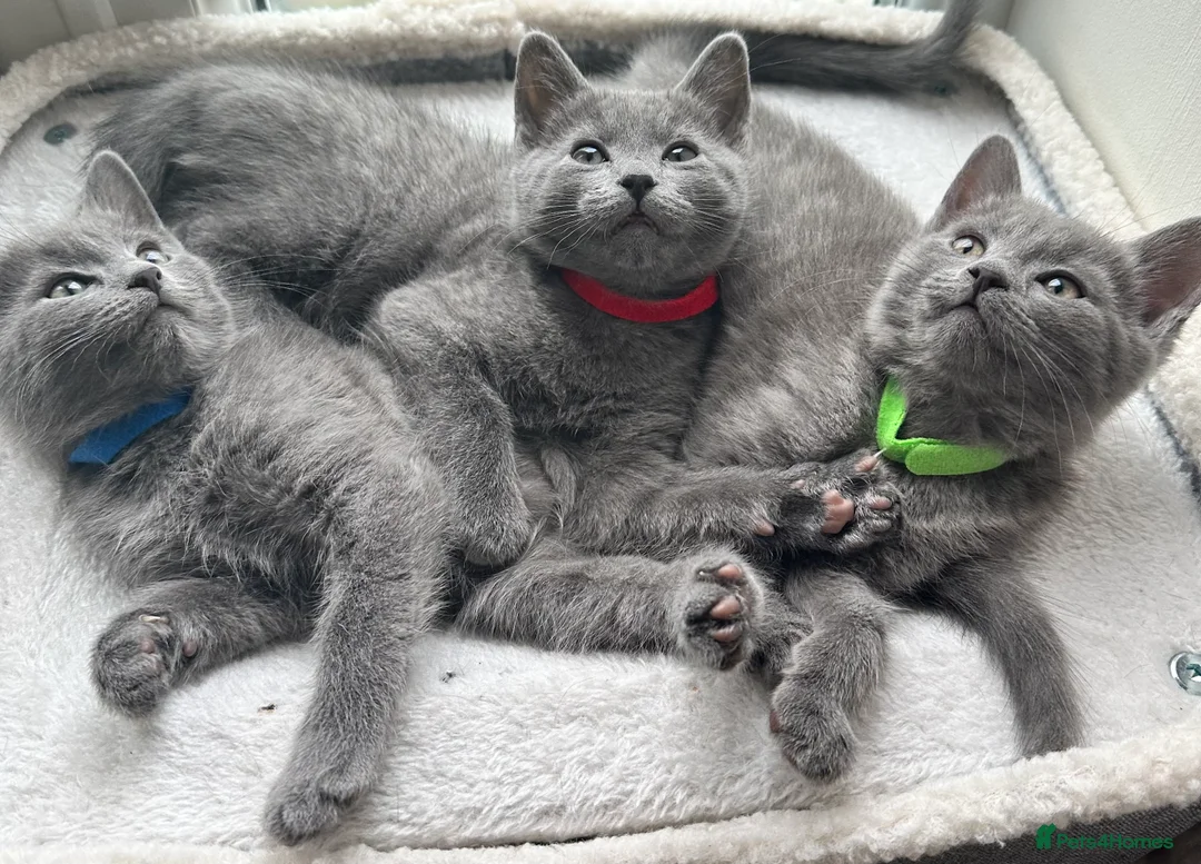 Russian Blue cats for sale: Stunning Russian Blue Kittens - Advert 1