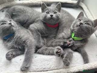 Russian Blue cats Stunning Russian Blue Kittens - Advert 8