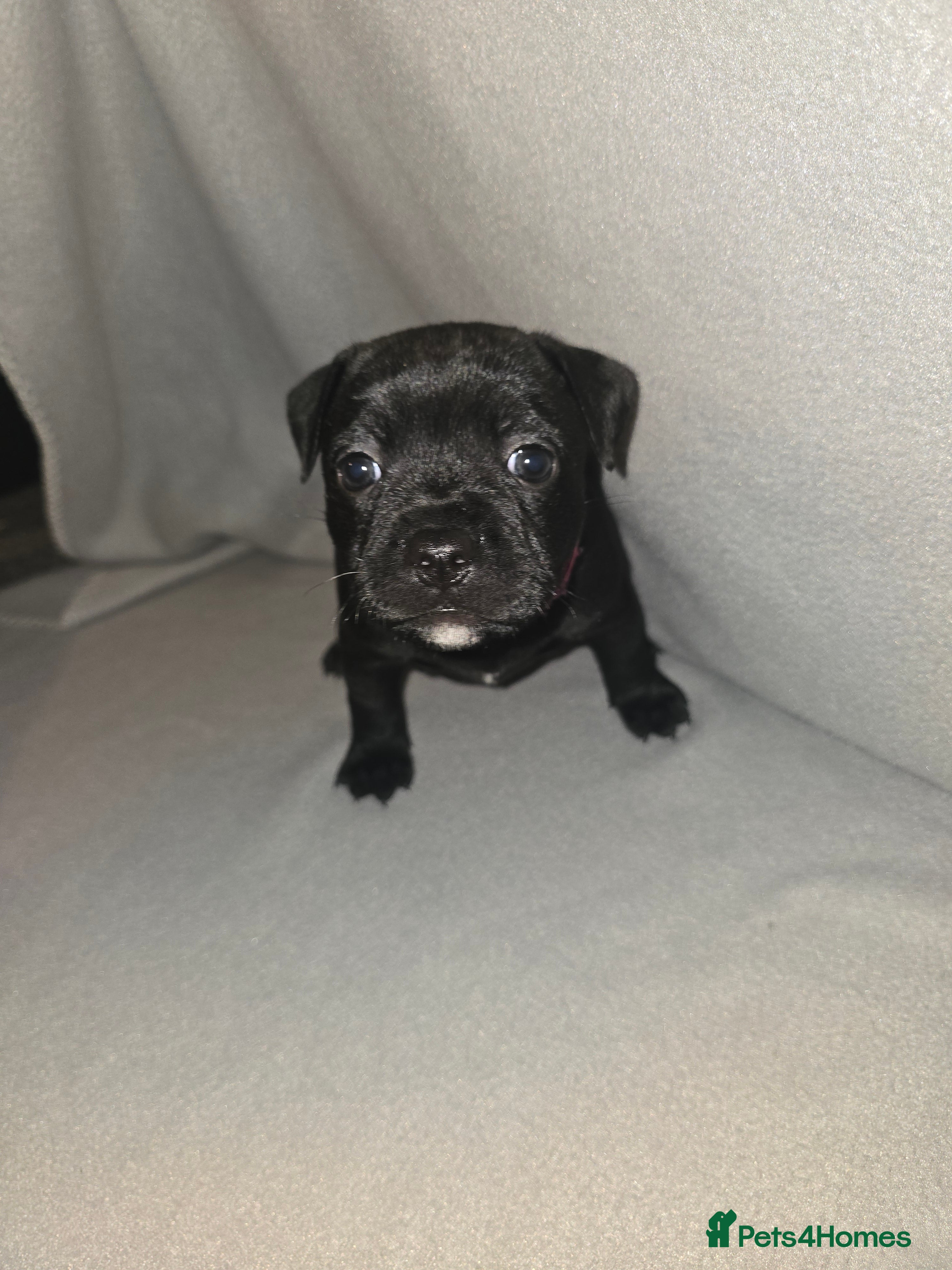 Staffordshire Bull Terrier dogs Kc registered Staffordshire bullterrier  - Advert 13