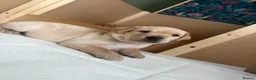 Labrador Retriever dogs for sale: KC Reg Fox Red / Blonde  Lab Puppies – Home Reared - Advert 13