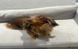 Miniature Dachshund dogs for stud:  STUD ONLY miniature dachshund   - Image 1