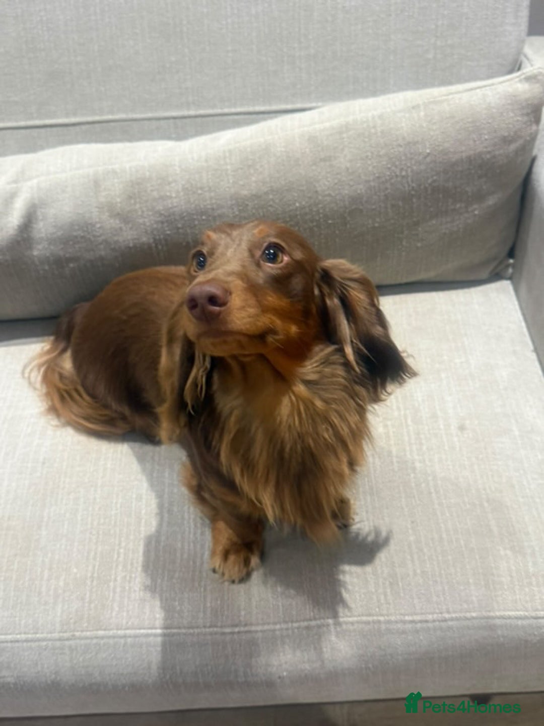 Miniature Dachshund dogs for stud:  STUD ONLY miniature dachshund   - Image 1
