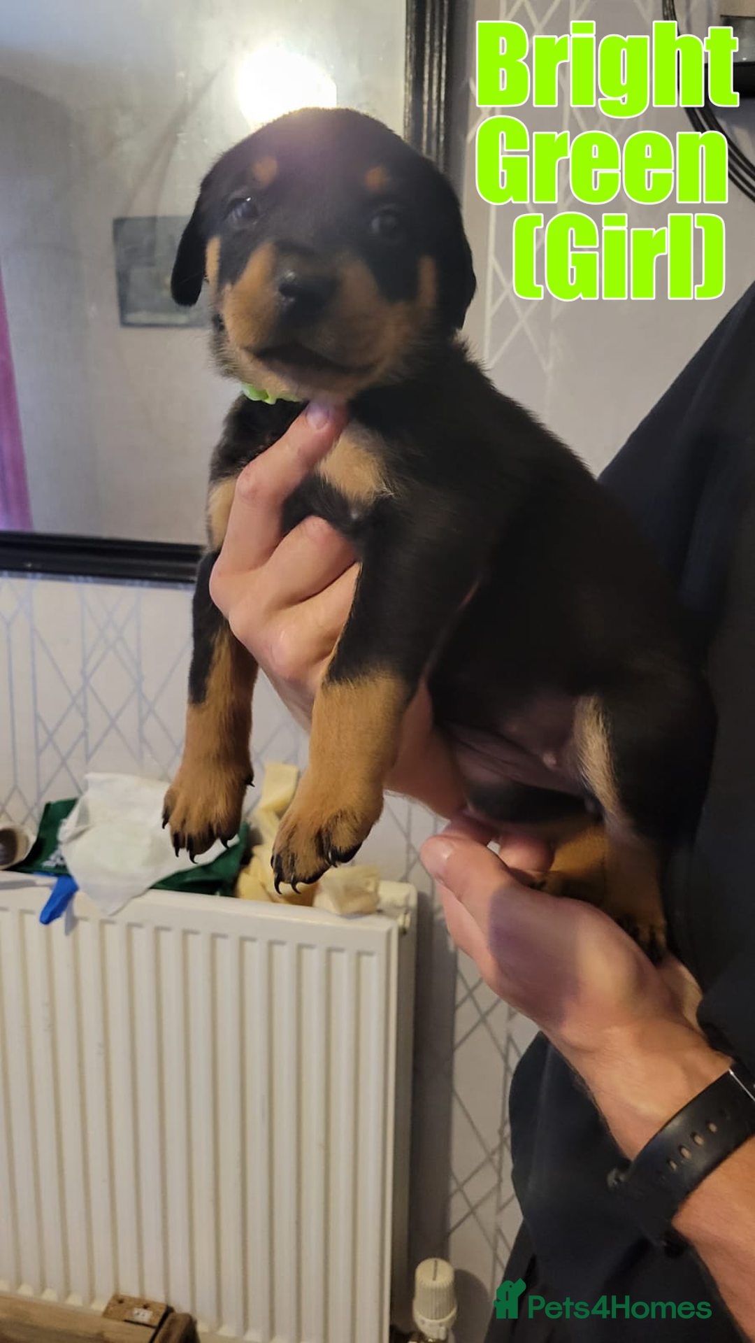 Rottweiler dogs for sale: ROTTWEILER PUPPIES - Image 13