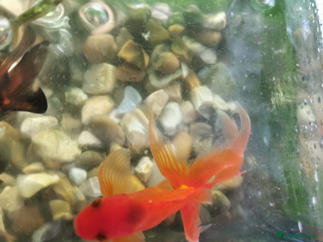Fancy Goldfish fish for sale: 2 fancy goldfish and 1 white goldfish  - Image 3