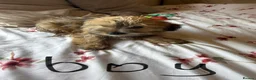 Yorkshire Terrier dogs for sale: Miniature Yorkshire Terrier  - Advert 6
