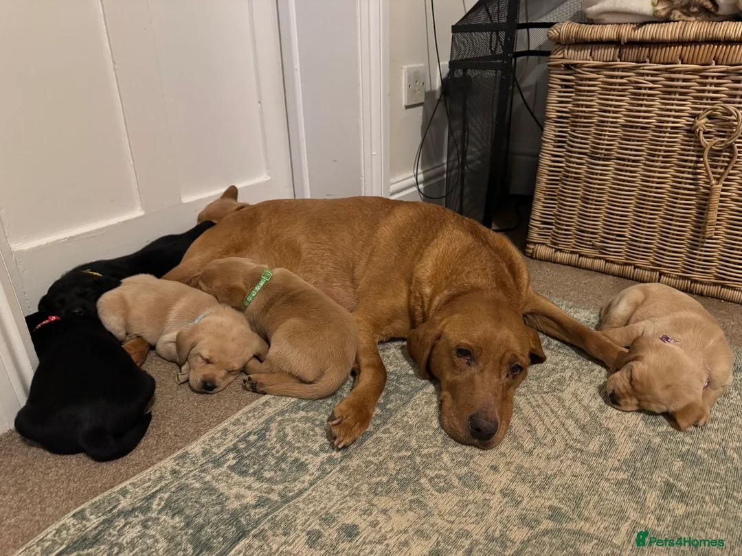 Labrador Retriever dogs for sale: Beautiful KC registered Lab boys  - Advert 10