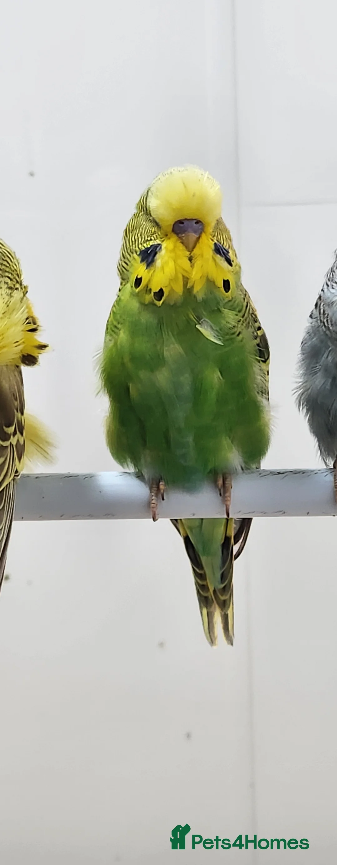 Gallery Image {{count}}