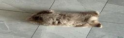 Pomeranian dogs for sale: 1 Merle Boy Pomeranian  in Corby - Advert 7