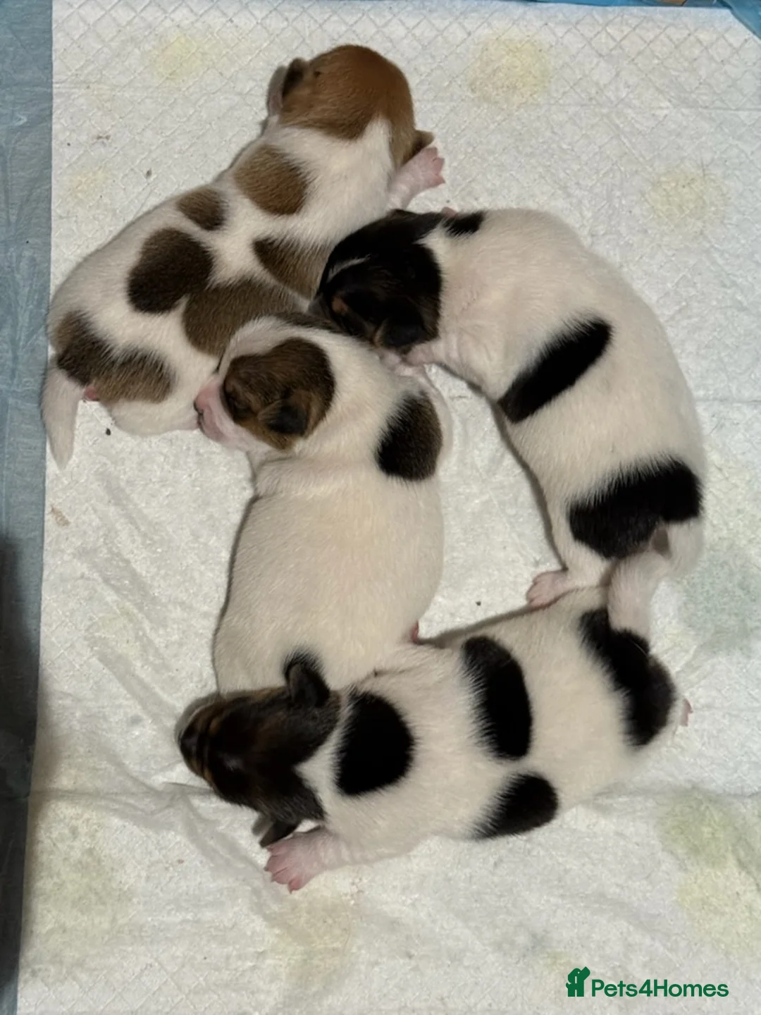 Jack Russell dogs for stud: Handsome Tan miniature Jack Russell for stud in Hemel Hempstead - Advert 17