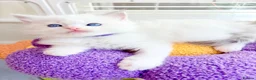 Ragdoll cats for sale: Gorgeous Tica registered Ragdoll  kittens - Advert 9