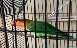 Lovebirds birds for sale: Reeta - Image 3