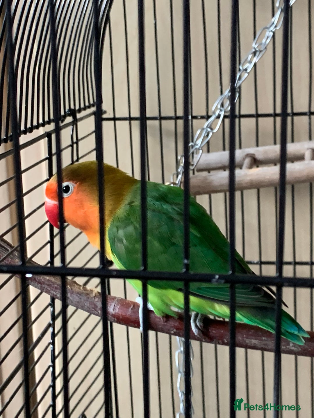 Lovebirds birds for sale: Reeta - Image 3
