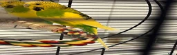 Budgerigars birds for sale: Free Budgie looking for a loving new home in Hemel Hempstead - Advert 3
