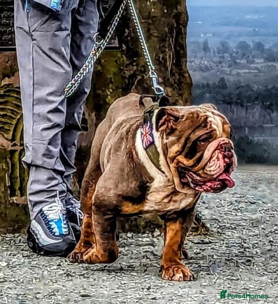 English Bulldog dogs for sale: Dogs for sale - Advert 6