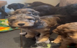 Cockapoo dogs for sale: Beautiful fully DNA tested show Cockapoo puppies - Image 1
