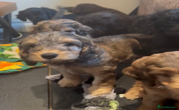Cockapoo dogs - Advert 3