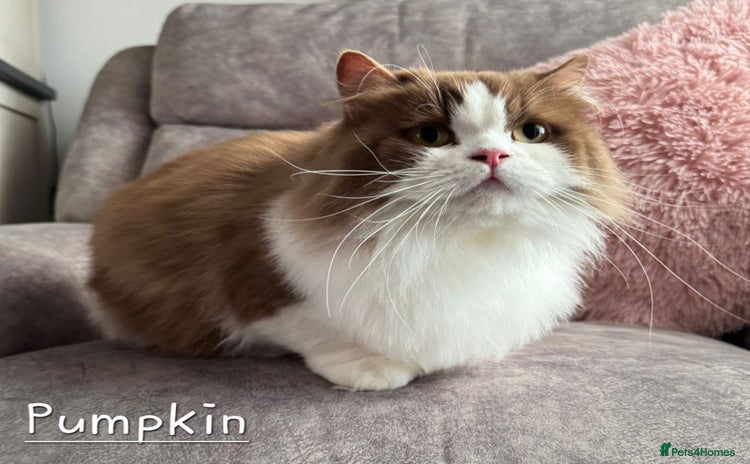 British Shorthair cats - Advert 14