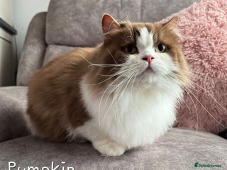 British Shorthair cats - Advert 22