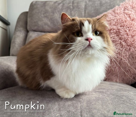 British Shorthair cats - Advert 14
