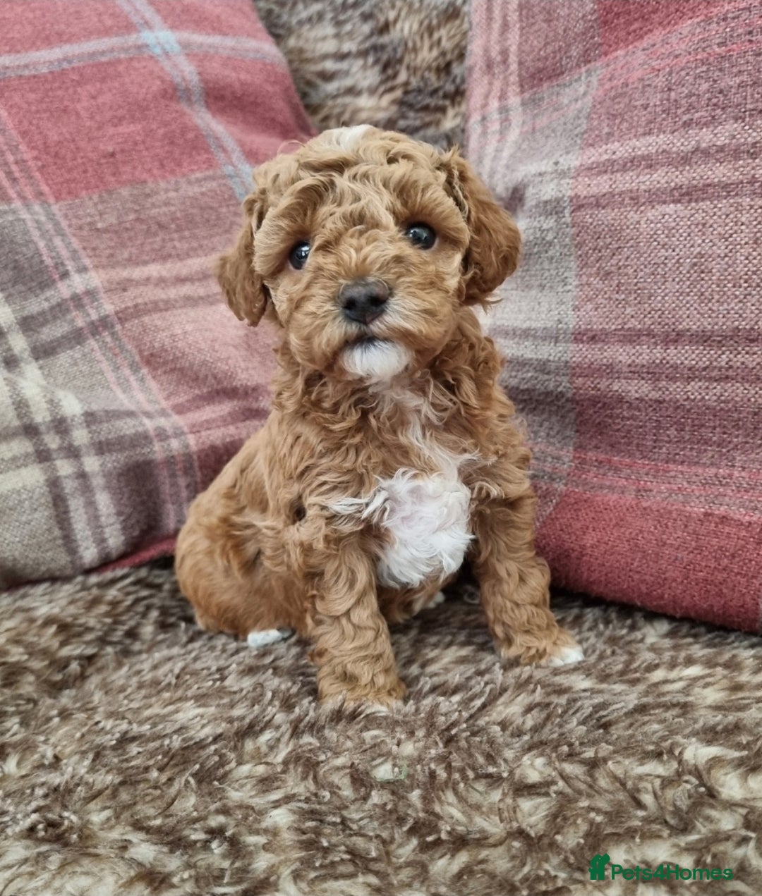 Maltipoo dogs for sale: Adorable Miniature Maltipoo Pups for sale - Image 2