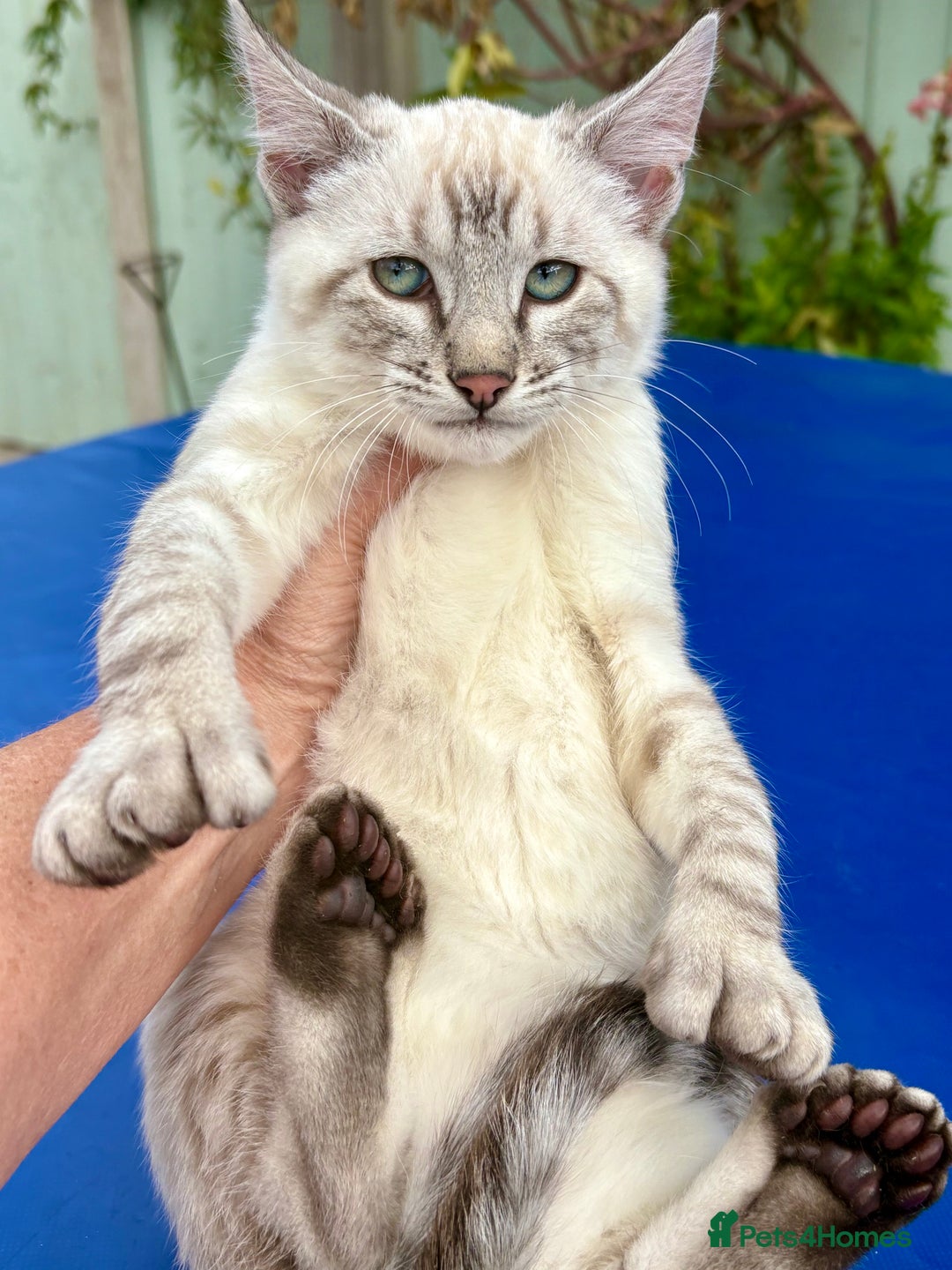 Bengal cats for sale: Gob smacking rare kittens  - Image 26