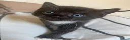 Mixed Breed cats for sale: 3 adorable kittens ready now! - Advert 10
