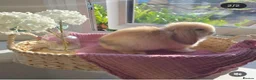 Mini Lop rabbits for sale: Stunning Harli Mini Lop Babies - Advert 2