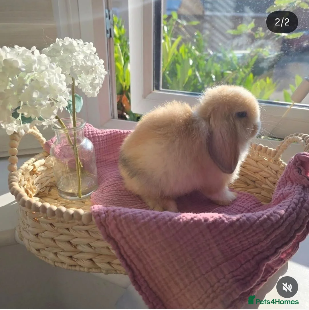 Mini Lop rabbits for sale: Stunning Harli Mini Lop Babies - Advert 2