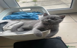 British Shorthair cats for sale: 5  BSH kittens - Image 22