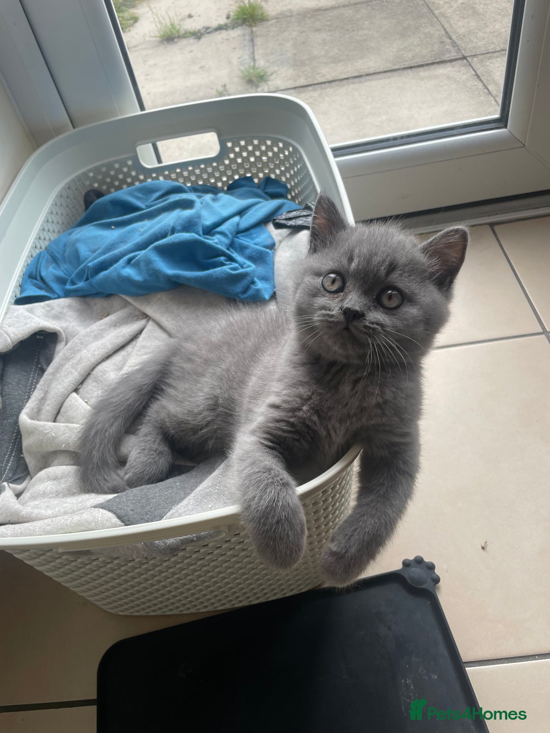 British Shorthair cats for sale: 5  BSH kittens - Image 22