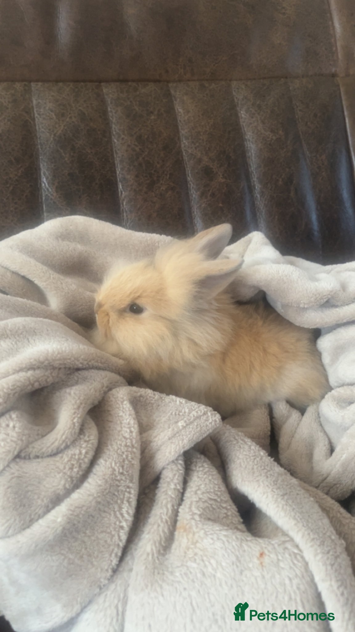 Netherland Dwarf rabbits Gorgeous baby bunnies  - Advert 5