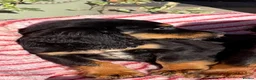 Cocker Spaniel dogs for sale:  🐾One beautiful Kc fully vaccinated Girl now 🐾 - Advert 6
