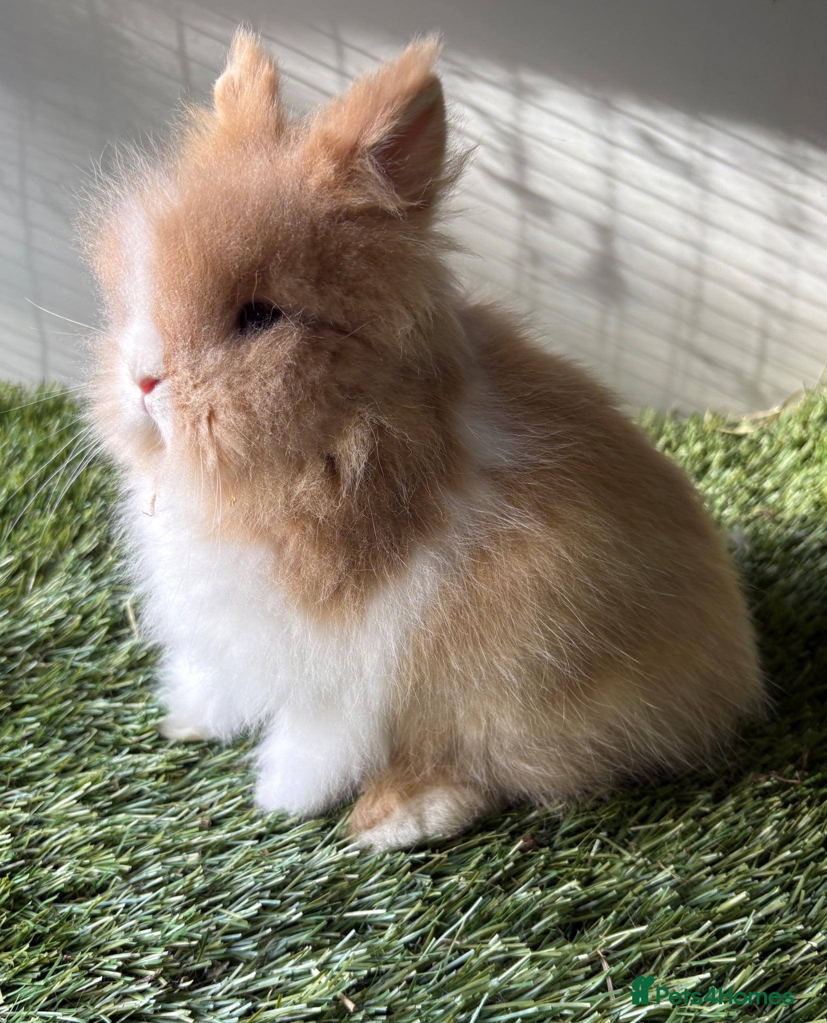Lionhead rabbits Double mained lionheads ready now  - Advert 1