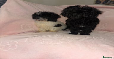 Cavapoo dogs Cavapoo puppies for sale  - Advert 14