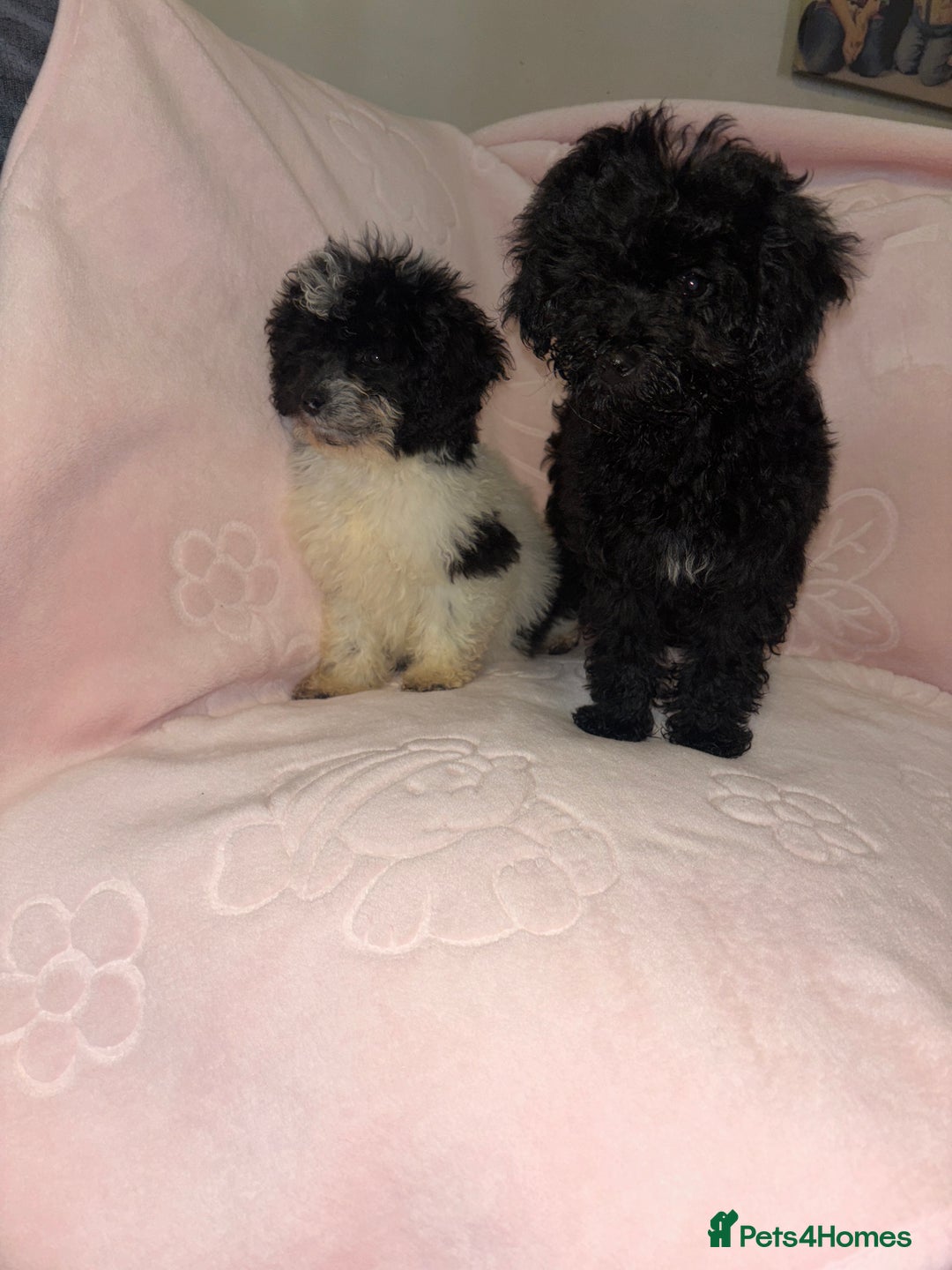 Cavapoo dogs for sale: Cavapoo puppies for sale  - Advert 3