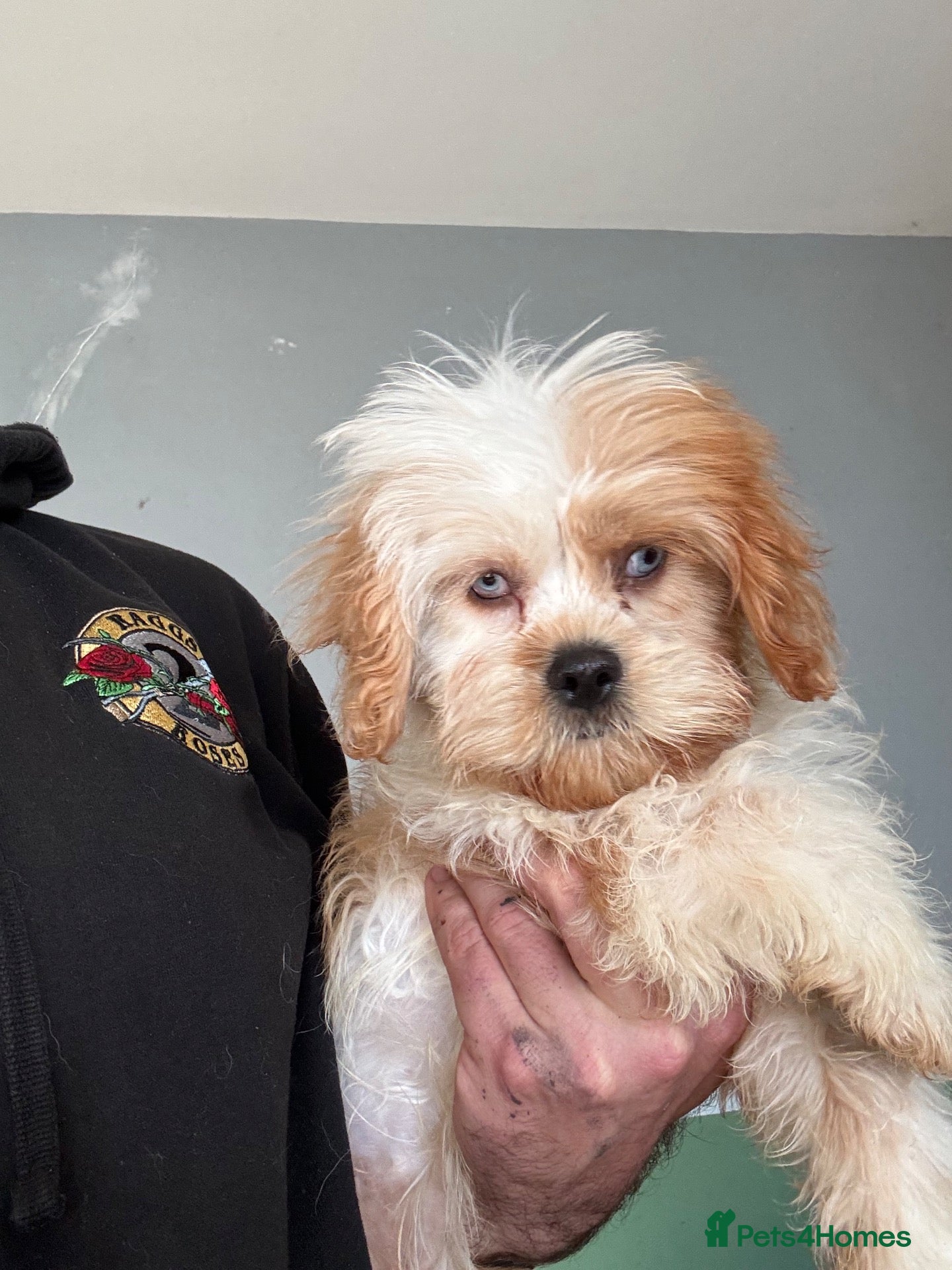 Cavapoo dogs Last baby girl ready for new home  - Advert 2