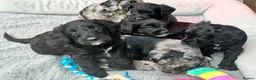 Bordoodle dogs for sale: F1b Bordoodle Puppies - Advert 4
