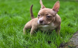 American Bully dogs for sale: REDUCED last girl Quality american Pocket Bully  - Image 15