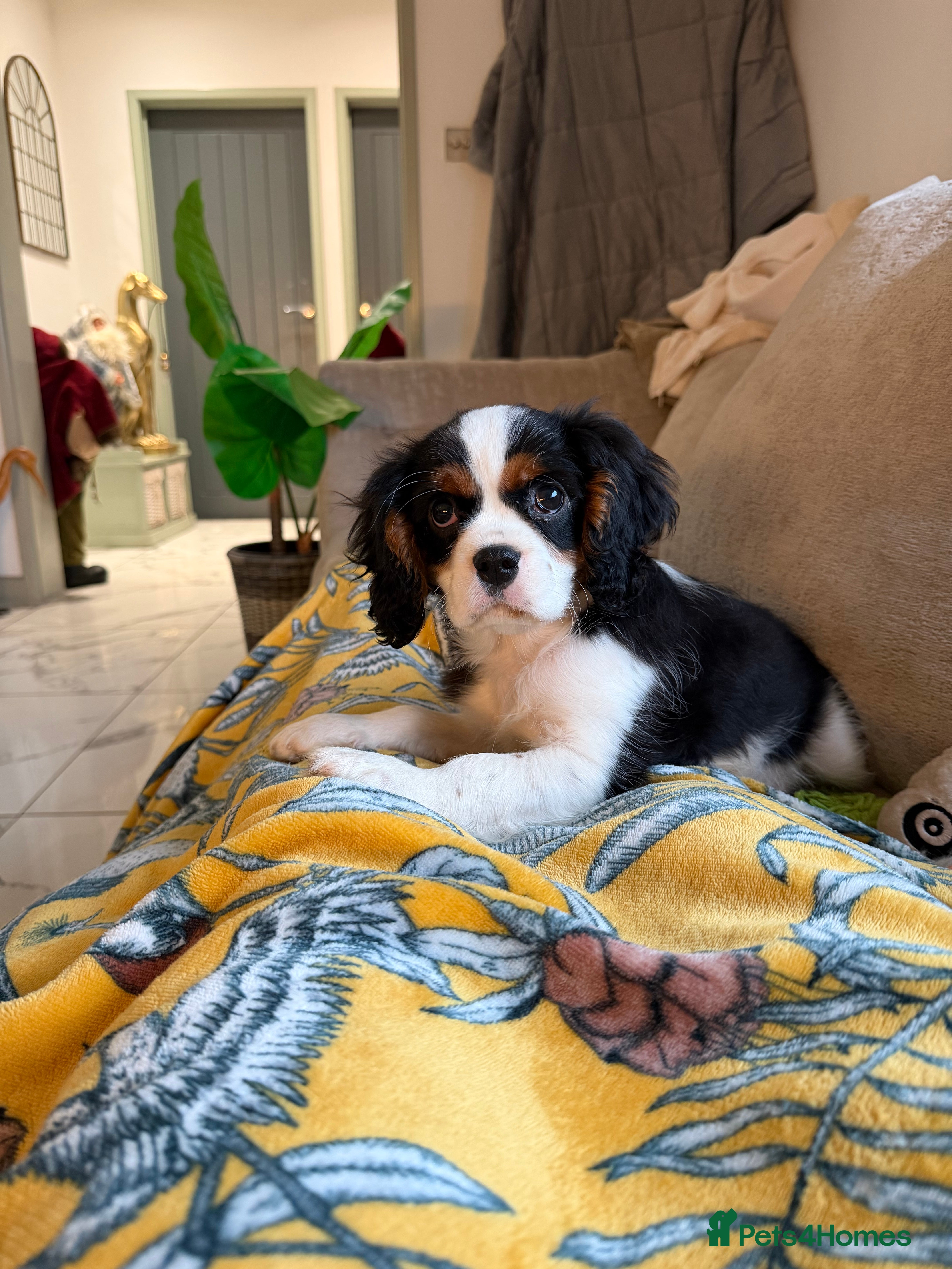 Cavalier King Charles Spaniel dogs  Cavalier King Charles Spaniels  - Advert 3