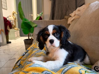 Cavalier King Charles Spaniel dogs Cavalier King Charles Spaniels - Advert 1