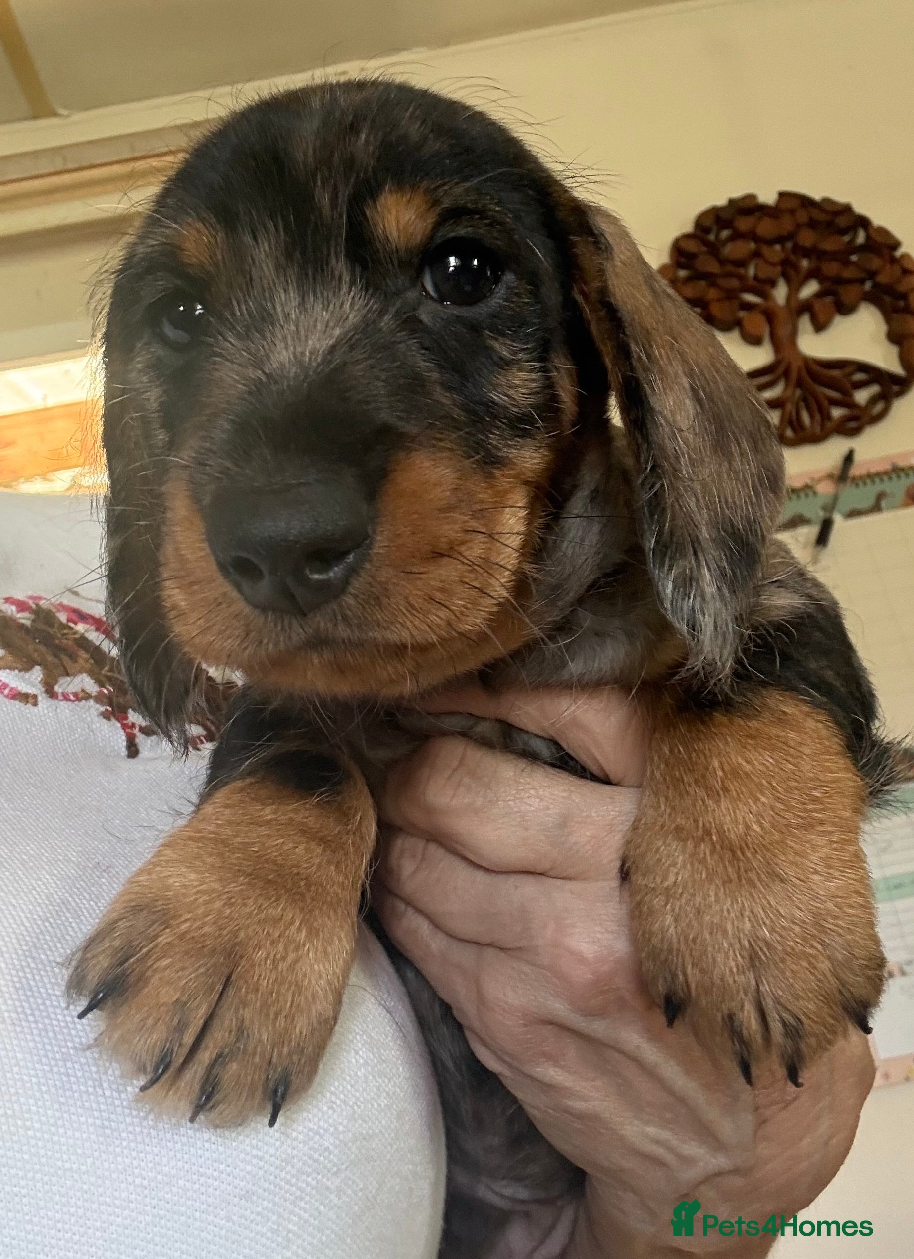 Dachshund dogs Wire Haired Dachshund Tweenies - Advert 2