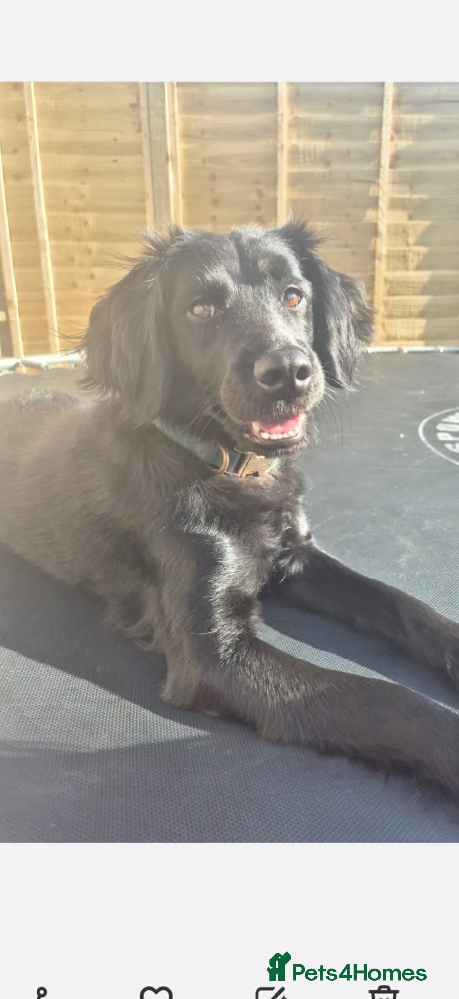 Mixed Breed dogs Spaniel cross  - Advert 1