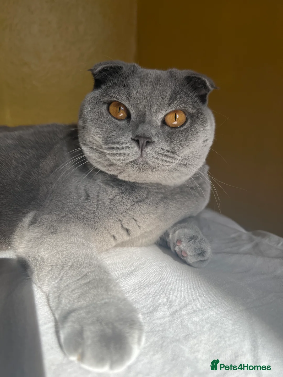 Scottish Fold cats for sale: Scotish fold cat  - Advert 1