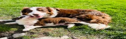 Border Collie dogs for sale: Beautiful Chocolate Tri & Lilac Tri  - Advert 13