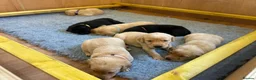 Labrador Retriever dogs for sale: Working Labrador Puppies - Advert 6