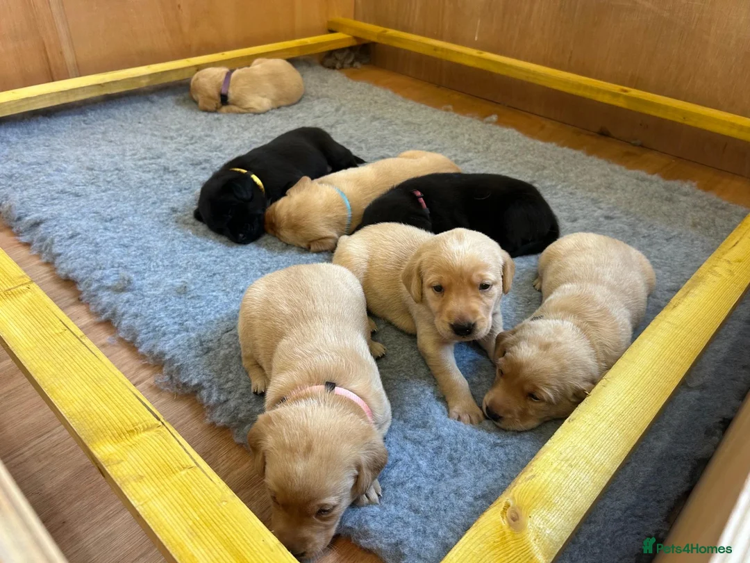 Labrador Retriever dogs for sale: Working Labrador Puppies - Advert 6