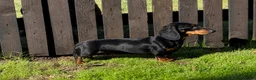 Miniature Dachshund dogs for sale: Stunning Miniature Dachshunds  - Advert 3