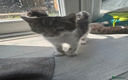 British Shorthair cats for sale: Kittens Ready to go  - Image 9